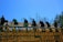 A group of construction workers are building a wooden roof structure on a sunny day. The workers, equipped with tools, are actively engaged in the construction under clear blue skies. Surrounding the site is a line of trees, which frames the image.
