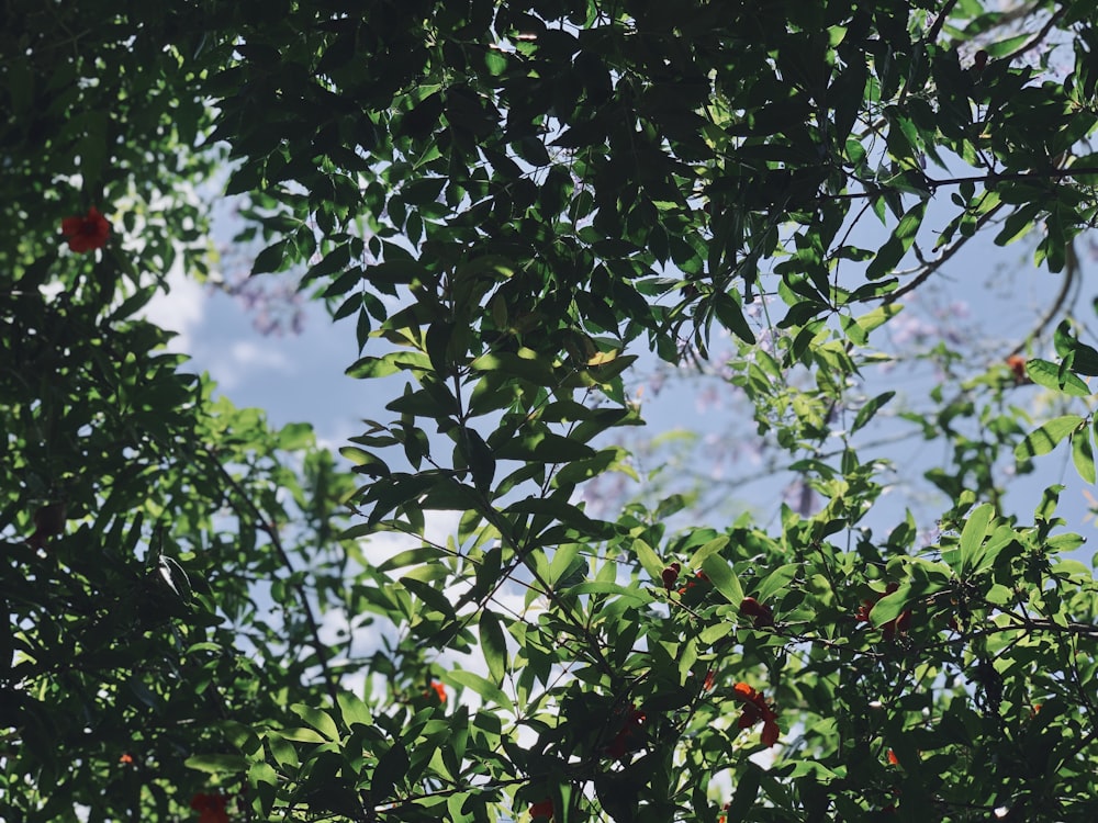 a tree filled with lots of green leaves