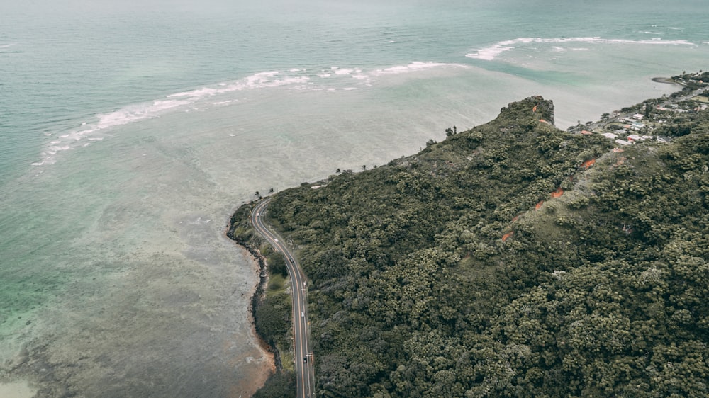 road, forest, and body of water during day