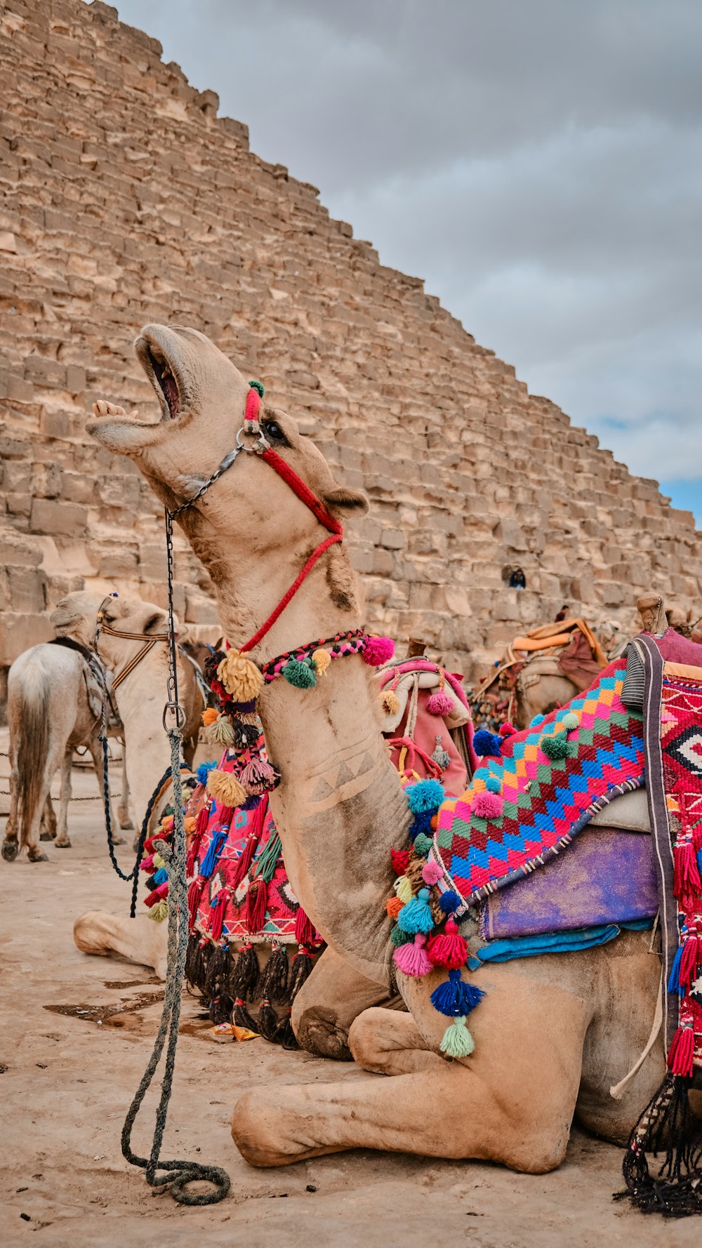camel sitting on ground near pyramid during daytime