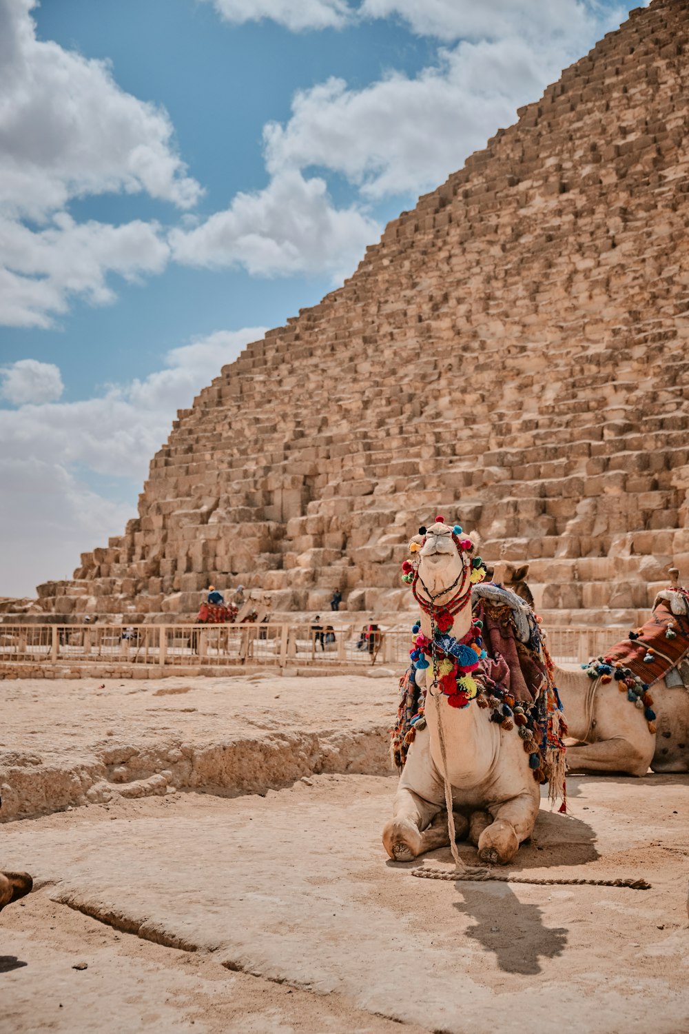 selective-focus photography of camel