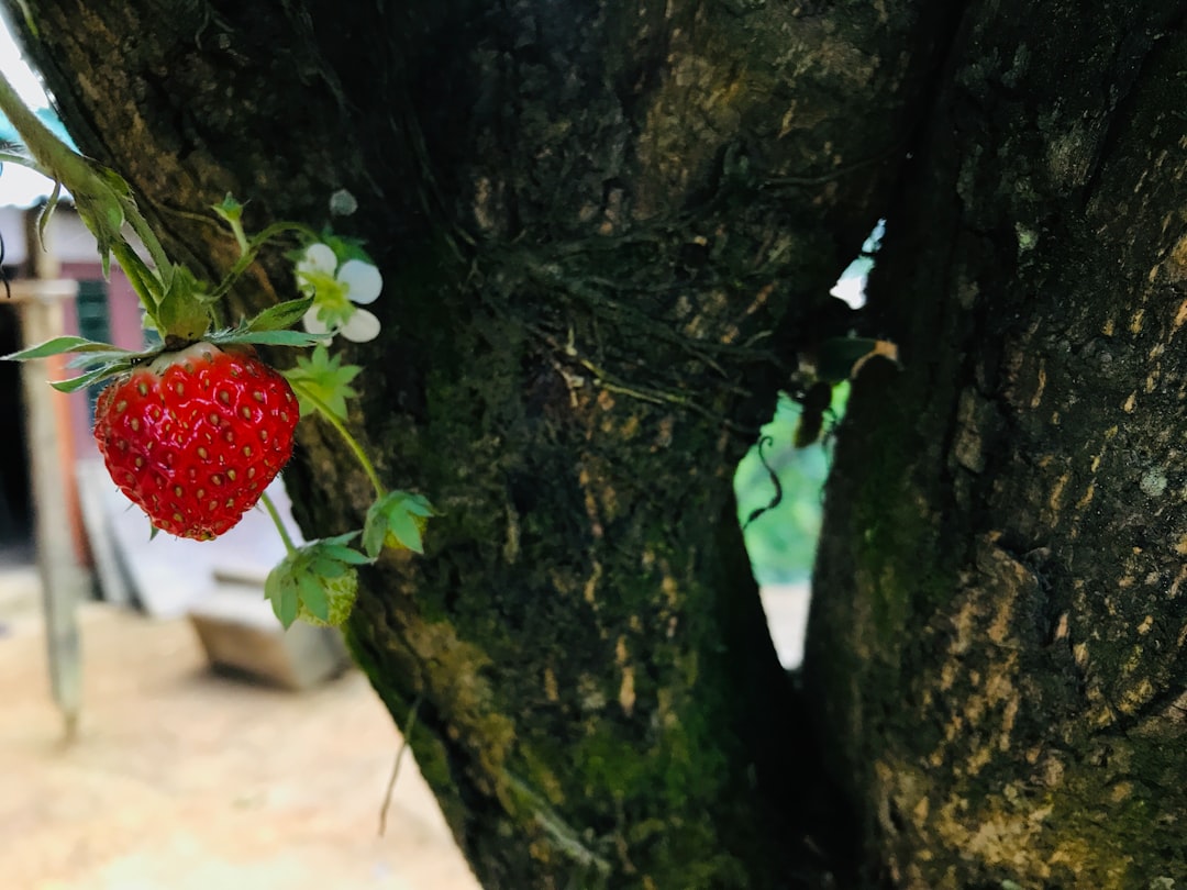 Photo de fraisier par Khuandinang Panmei