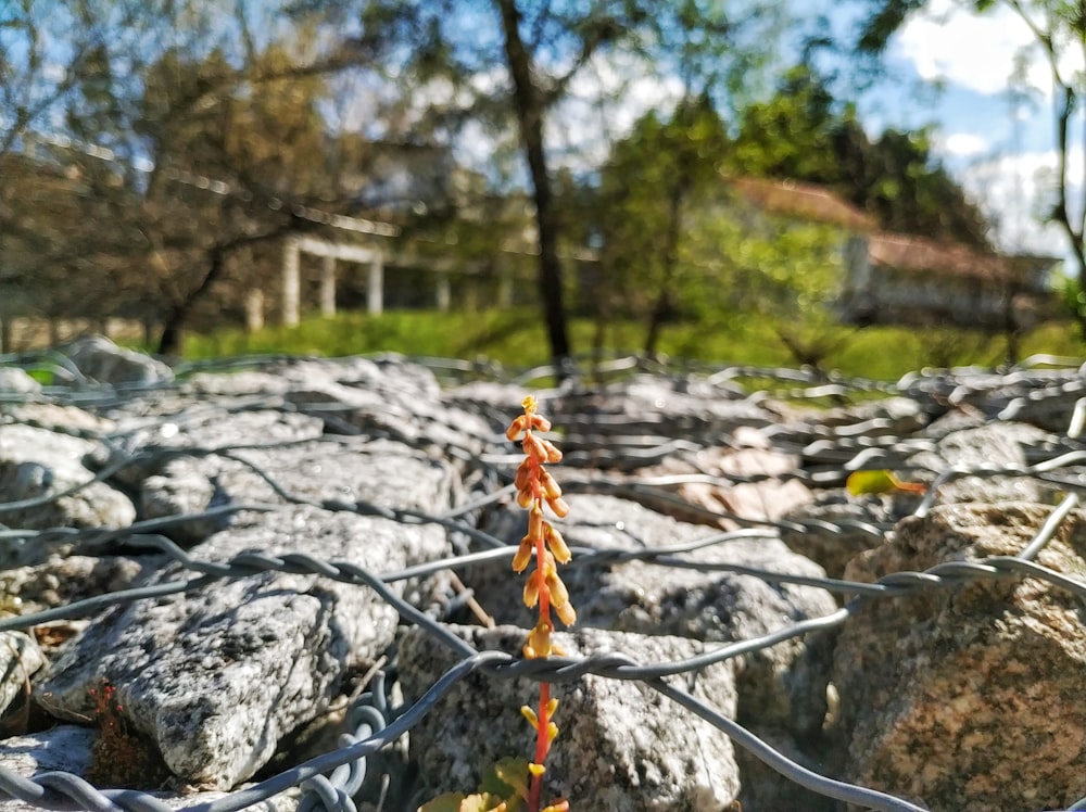 orange flower by rock during daytime