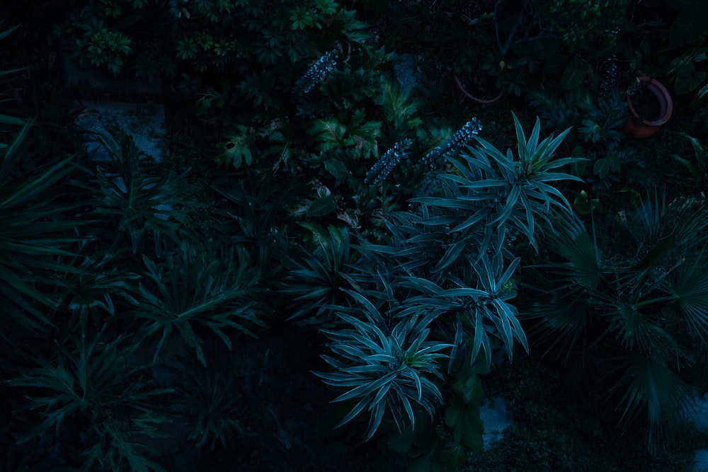 green-leafed tree