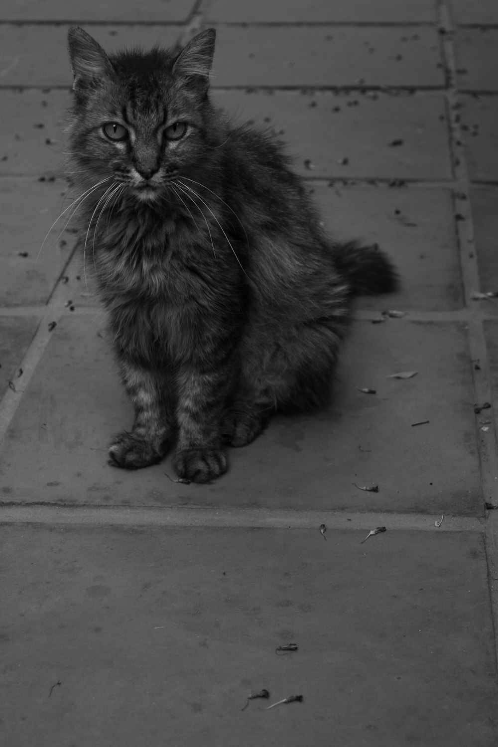 long-furred cat sitting on ground