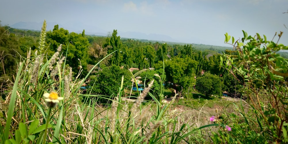 green grasses