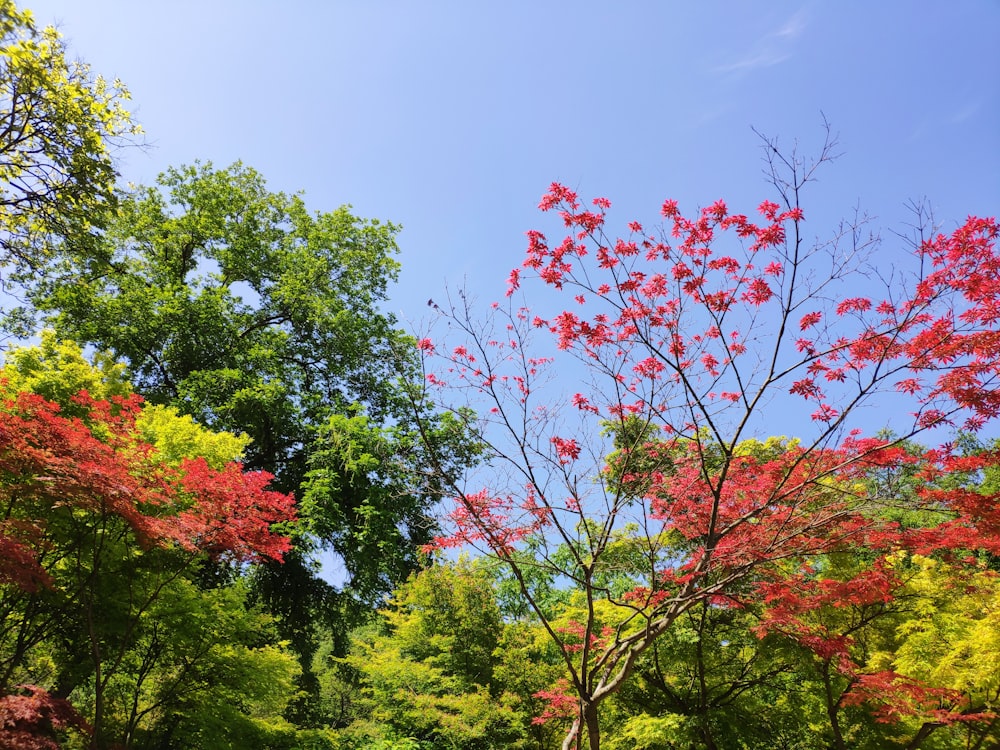 low angle photography of trees