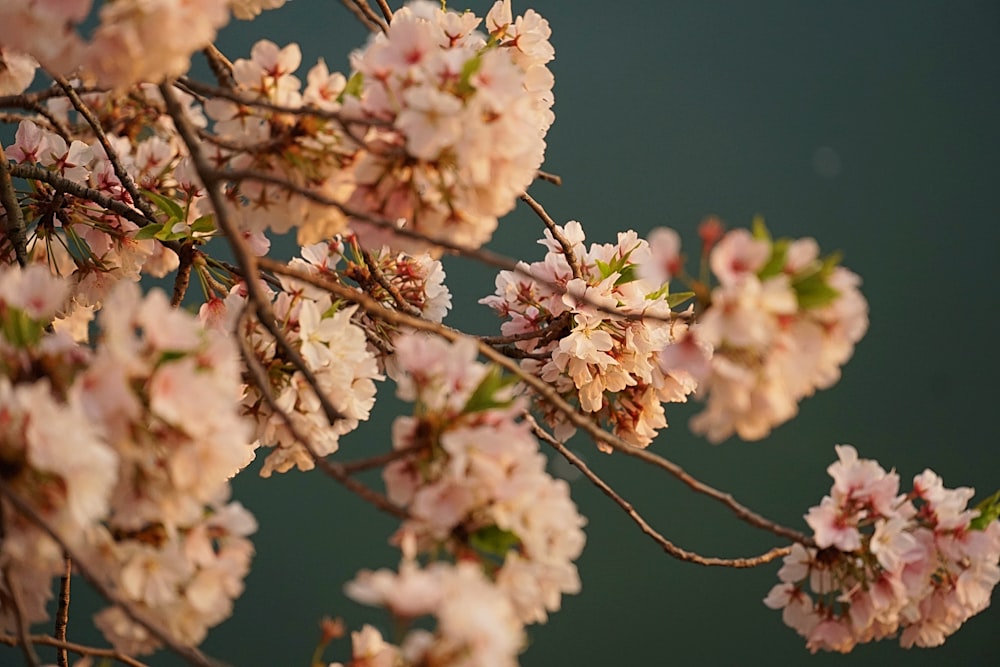 pink-leafed tree branch