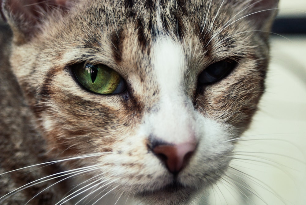 gray tabby cat