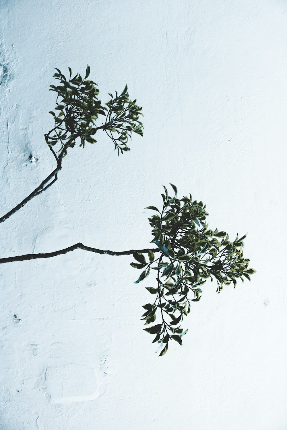 green shrub in front white painted wall