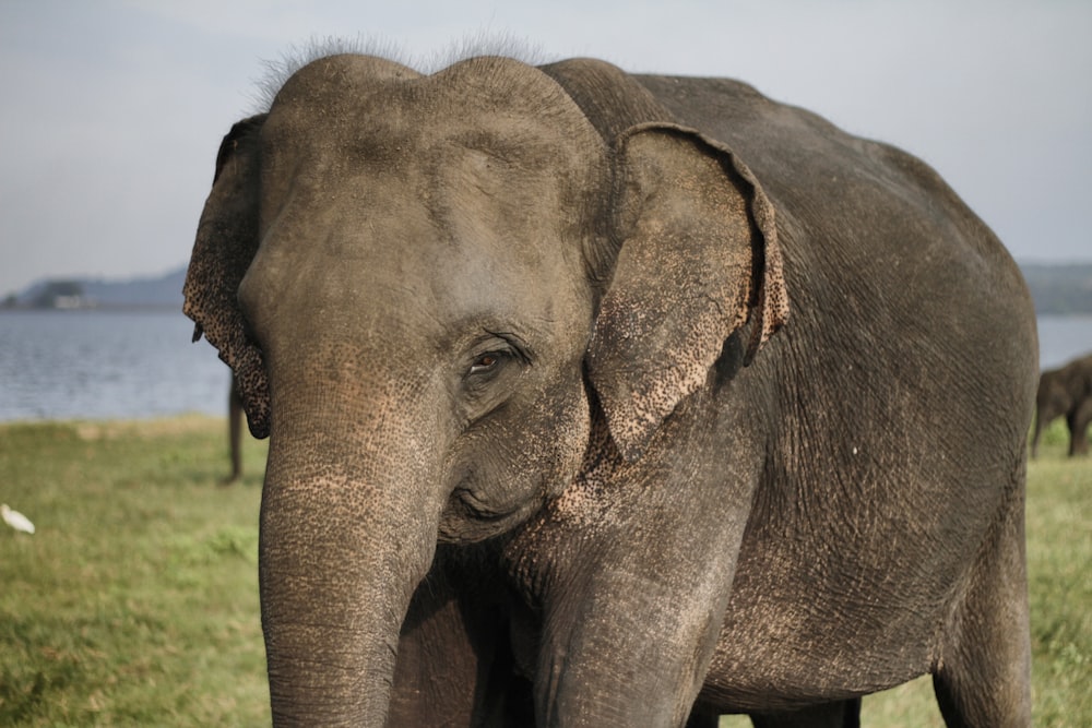 elefante marrom na grama