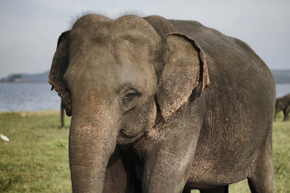 brown elephant on grass