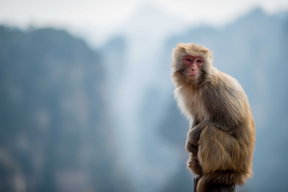 Fotografia de foco seletivo de macaco
