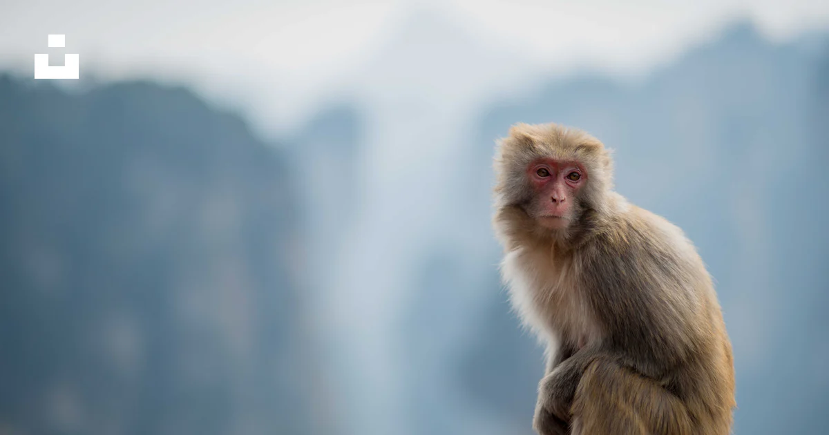 Selective focus photography of monkey photo – Free Monkey Image on Unsplash