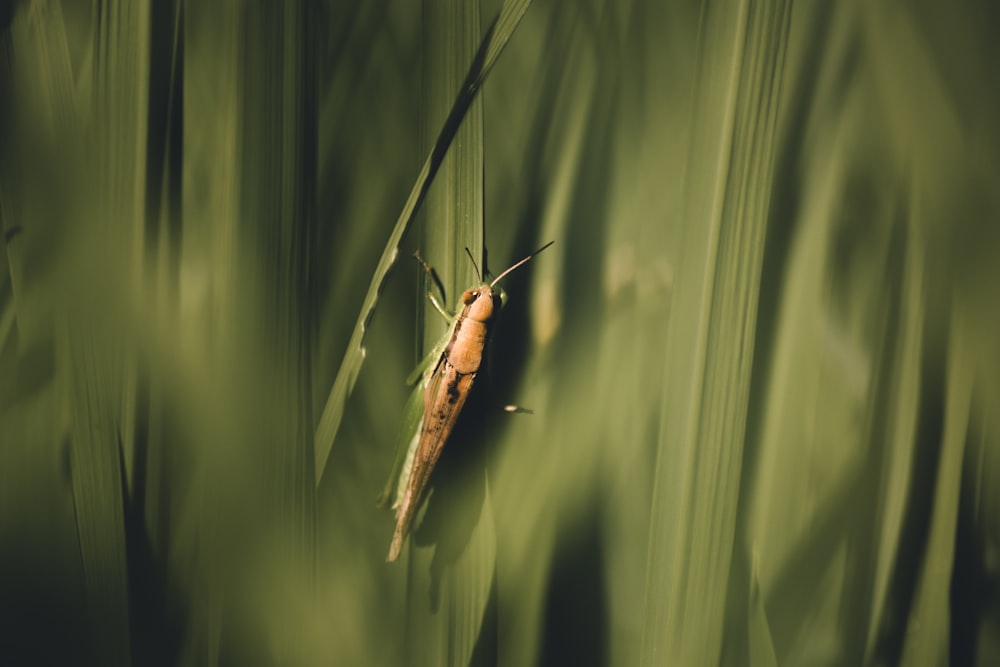 Selektive Fokusfotografie von Heuschrecken