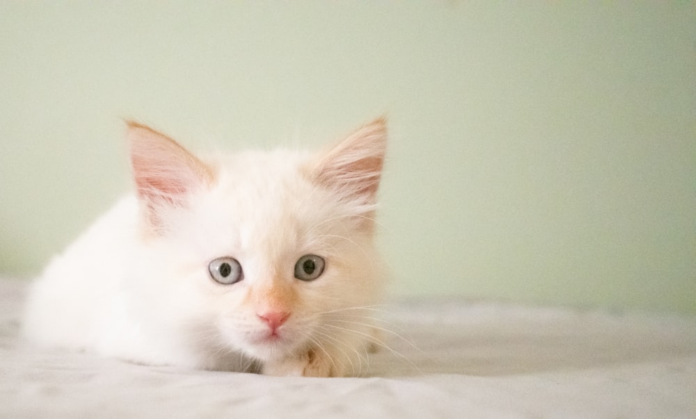 weiße Katze auf weißem Pad