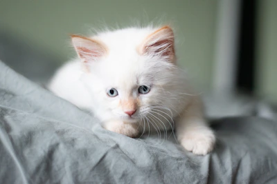 A fluffy Scottish Fold kitten with big round eyes sitting on a soft blanket.
