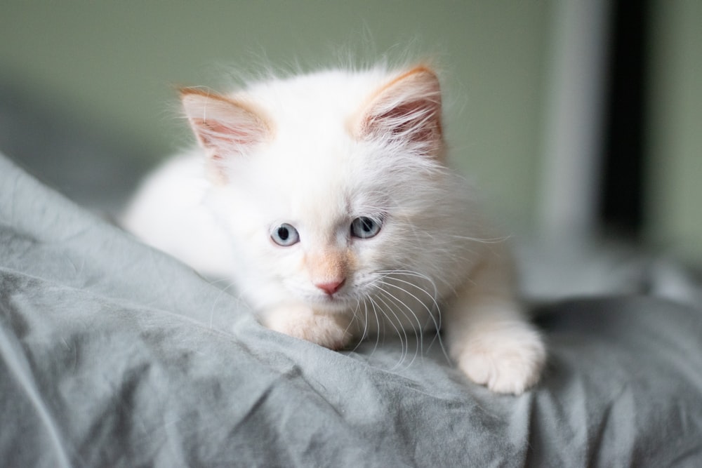 long-fur white kitten lying on grey bed sheet