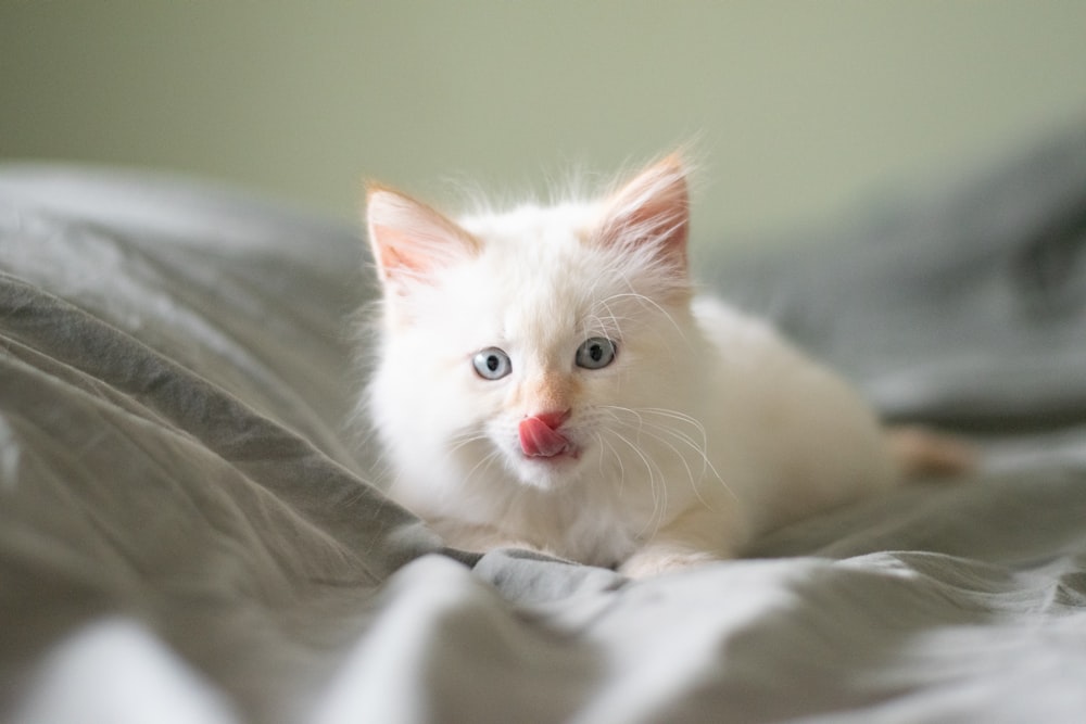 short-fur white cat on gray textile