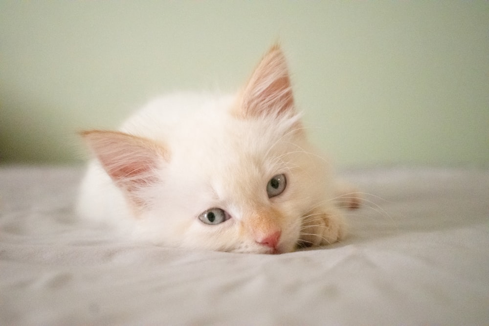 ベッドに横たわるショートコートの白い子猫