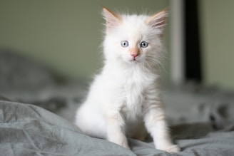 A fluffy Maine Coon kitten sitting on a cozy blanket.