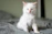Close-up of a fluffy Scottish Fold kitten with curious eyes sitting on a cozy blanket.