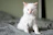 Close-up of a fluffy Scottish Fold kitten with curious eyes sitting on a cozy blanket.