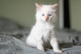 A fluffy white kitten with large blue eyes is sitting on a soft, slightly wrinkled gray blanket. Its ears are tinged with a hint of orange, giving it an adorable and curious appearance.