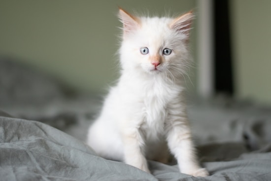 A fluffy white kitten with large blue eyes is sitting on a soft, slightly wrinkled gray blanket. Its ears are tinged with a hint of orange, giving it an adorable and curious appearance.