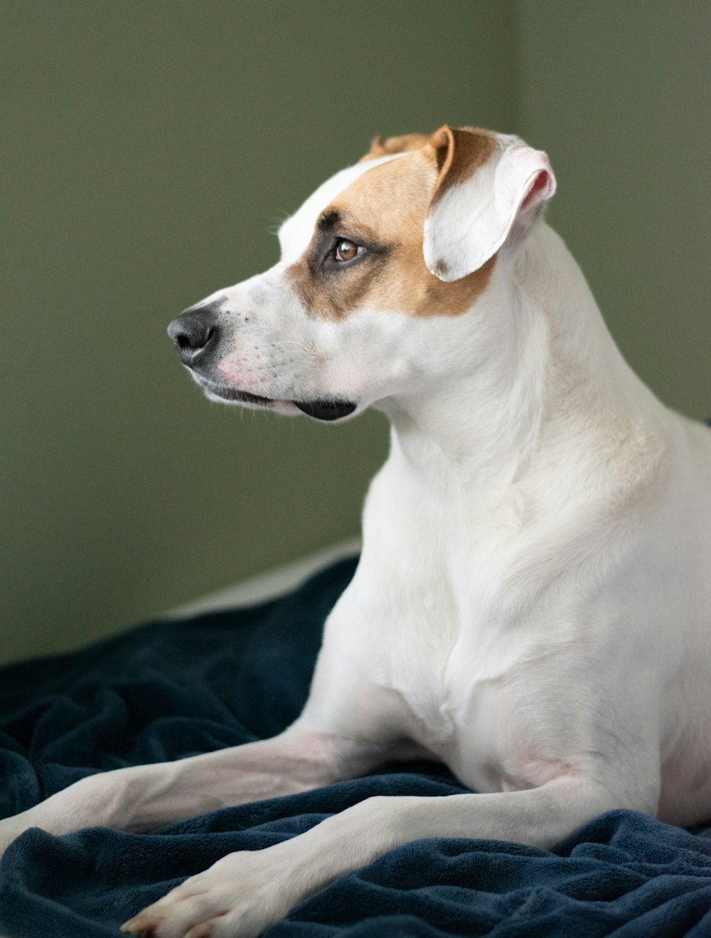 dog on blue blanket