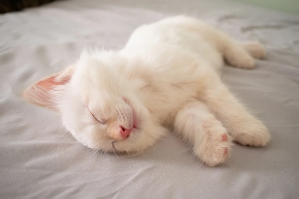A fluffy British Shorthair kitten curled up peacefully on a soft blanket.