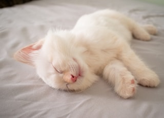 short-furred white kitten lying on bed