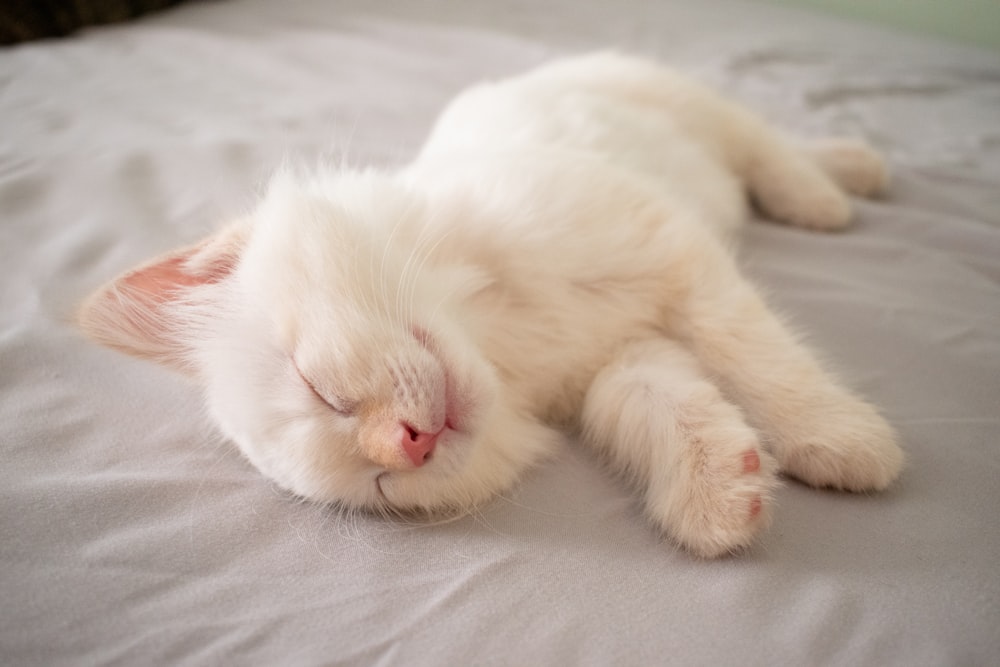 weißes Kätzchen mit kurzem Fell liegt auf dem Bett