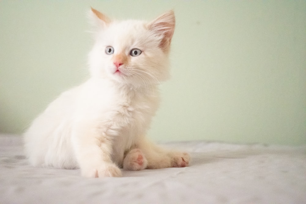白い表面に座っている短い毛皮の白い子猫