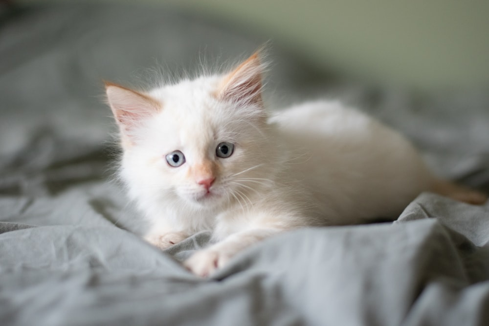 short-furred white kitten prone lying on bed