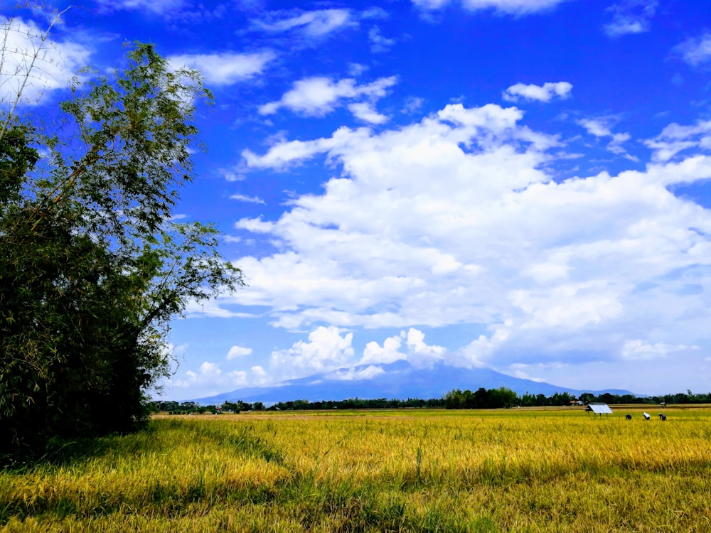 campo de arroz bajo un día nublado