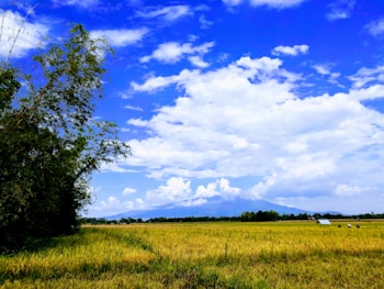 A vast field with golden crops stretches towards the horizon, bordered by a line of trees and under a bright blue sky filled with scattered white clouds. A cluster of taller green foliage is present on the left side, and in the distance, there are several small structures or objects.