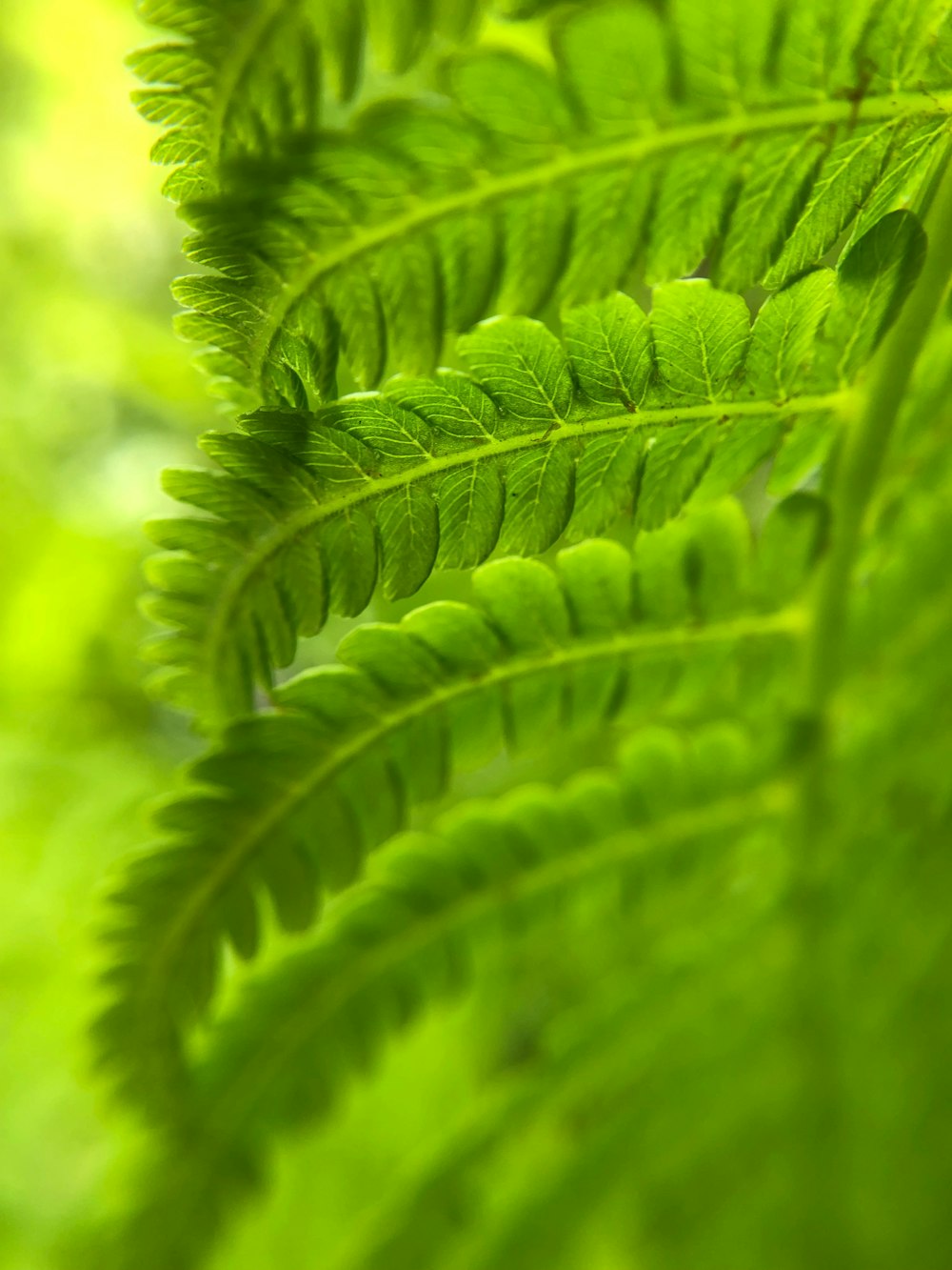 green leafed plant