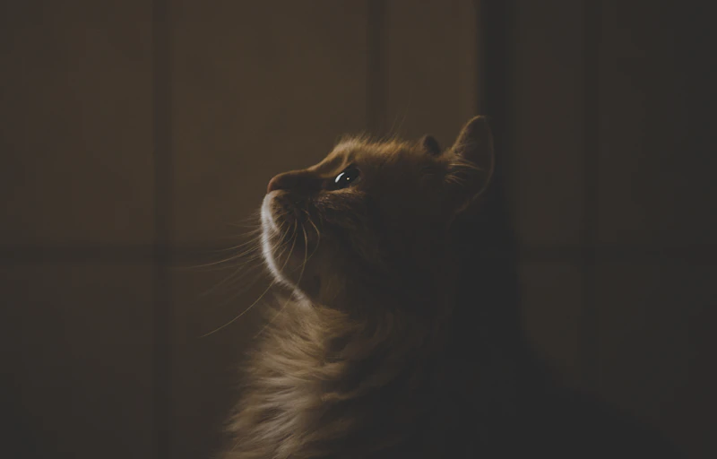 Kulit Buku Menjaga Kucing Jalanan yang Cedera