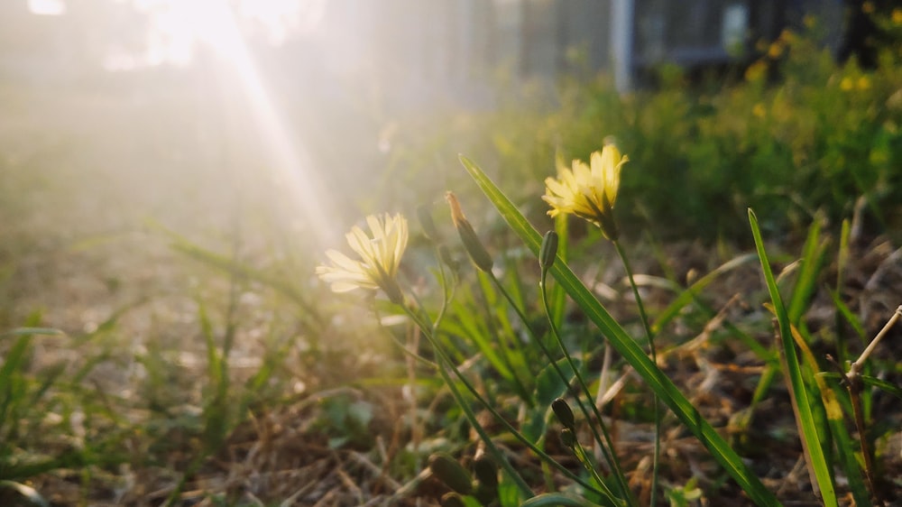 yellow flowers in bloom