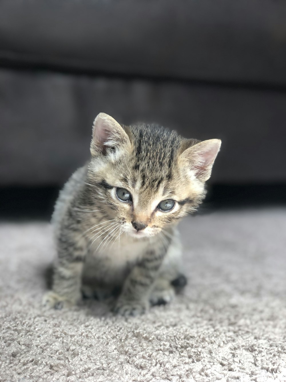 gray tabby kitten on gray textile