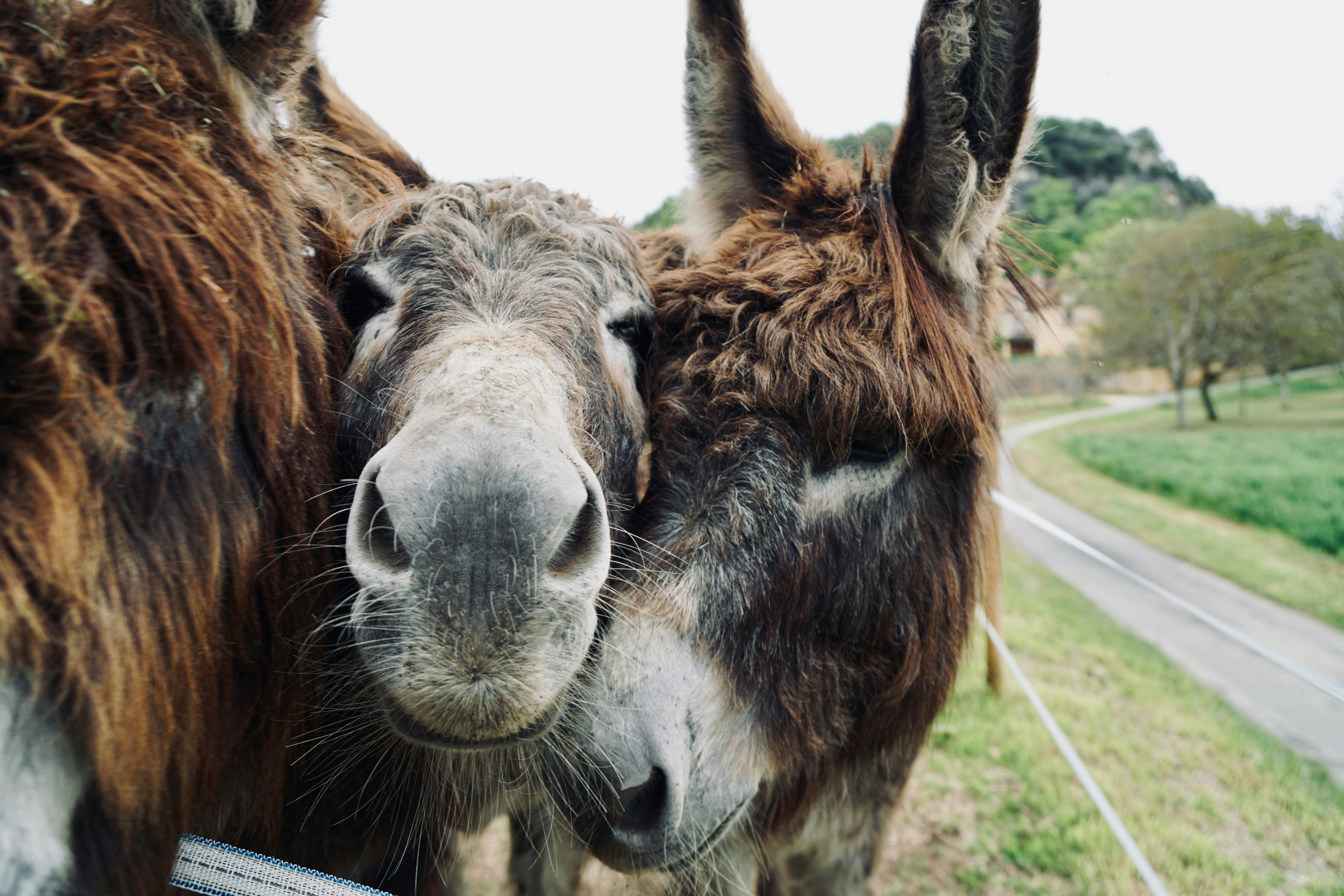 two brown animals photo – Free Animal Image on Unsplash