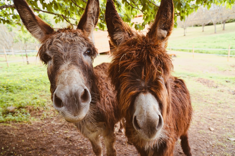 two brown donkeys near trees