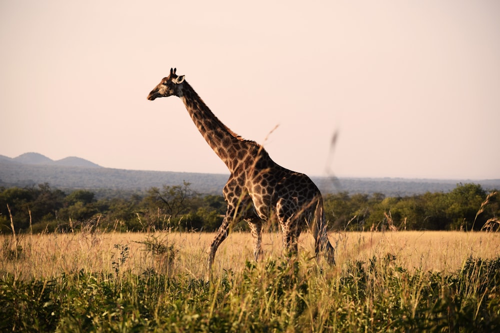 brown giraffe on grass field