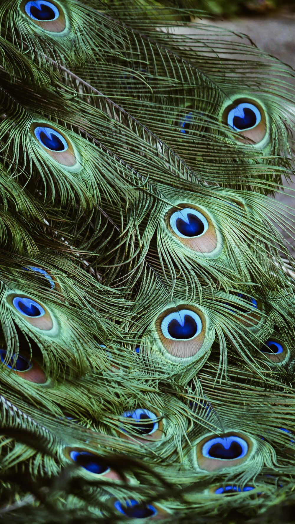 green peacock feathers