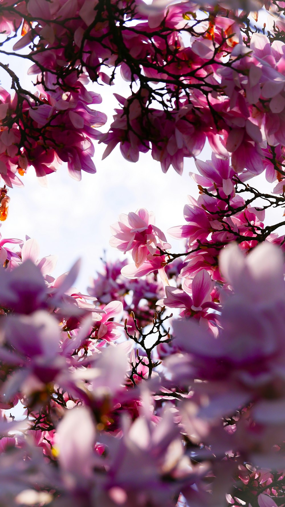 분홍색과 흰색 꽃잎 꽃 나무