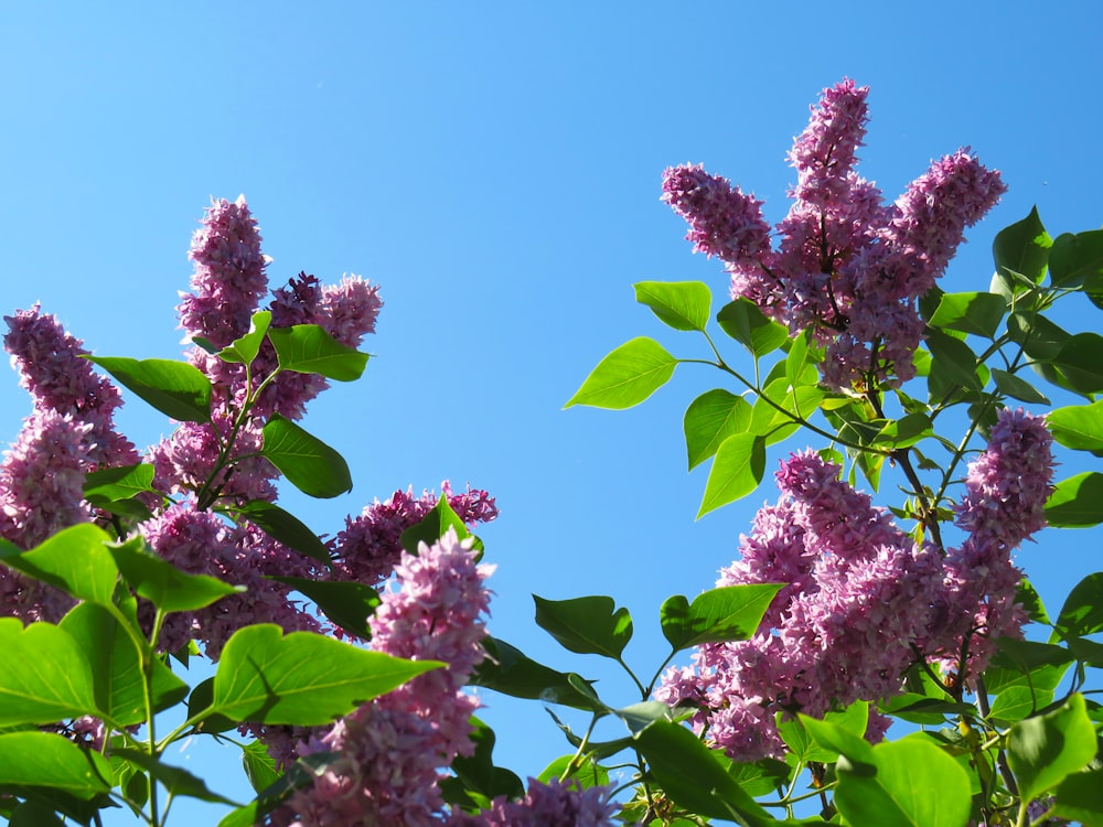 pink-petaled flower