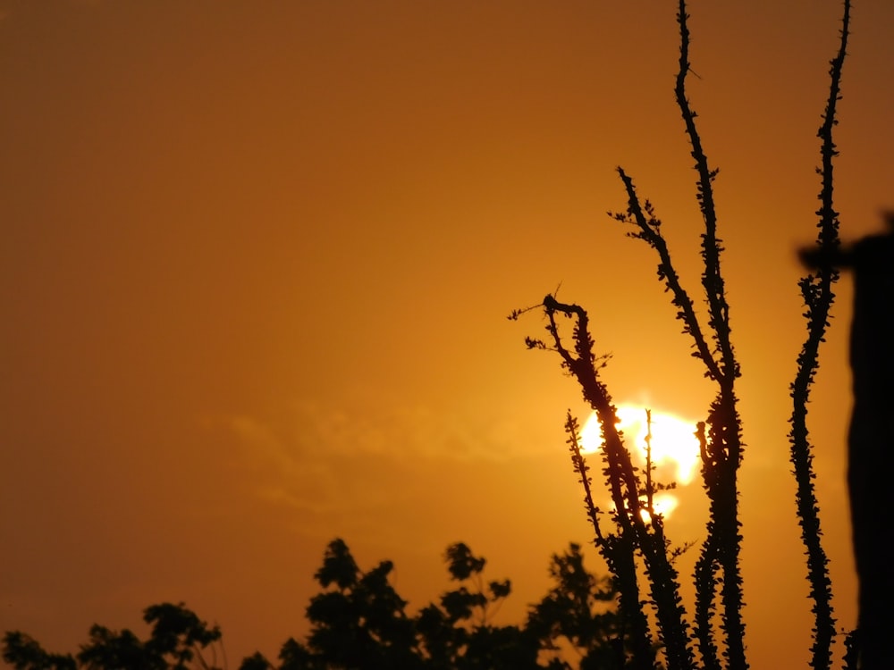 golden hour photo