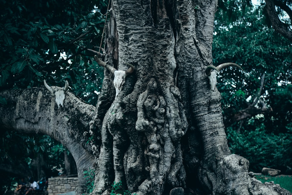 a large tree with very large roots in a park