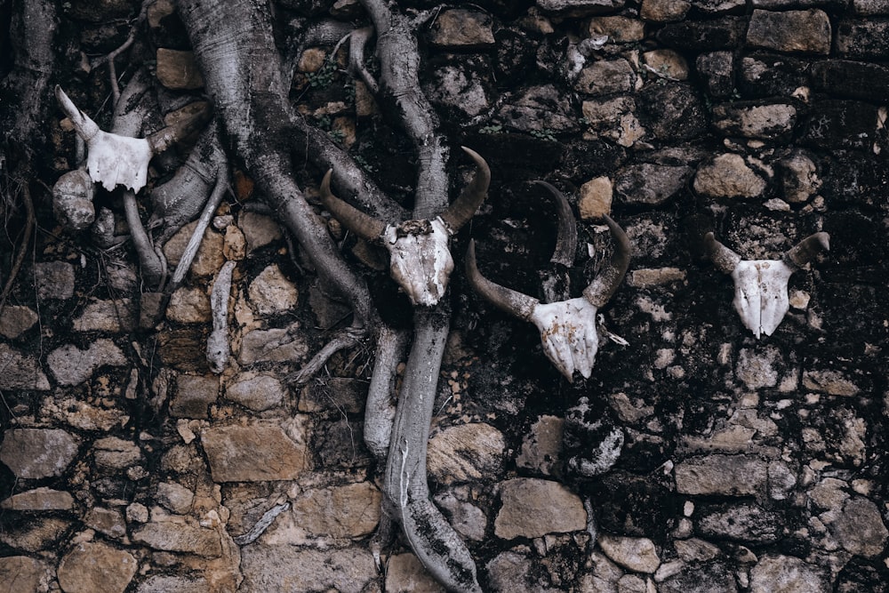 four cattle skulls hanging on stone wall